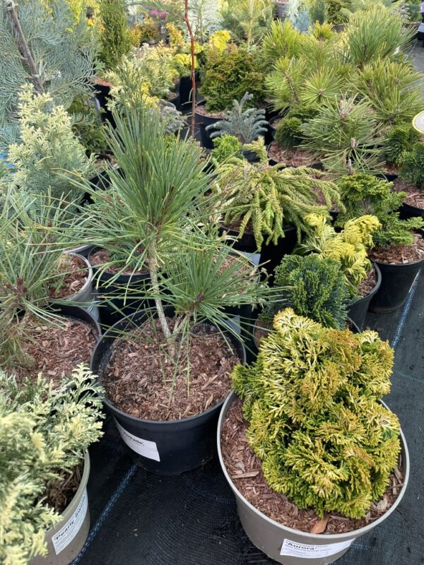 Blue Colorado Spruce 'Iseli Fastigiate' 60/80cm (7L) - Image 6