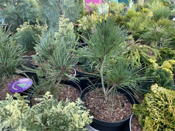 Blue Colorado Spruce 'Iseli Fastigiate' 60/80cm (7L) - Image 8