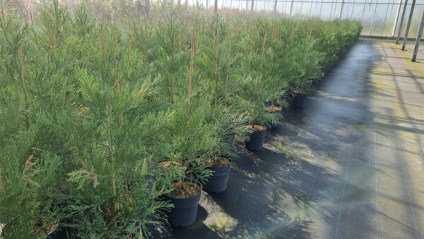 Giant Redwood 60/80cm (10L) - Image 7