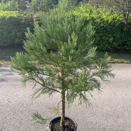 Giant Redwood 15L
