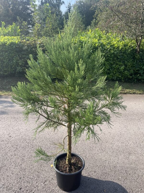 Giant Redwood 150/200cm (15L)