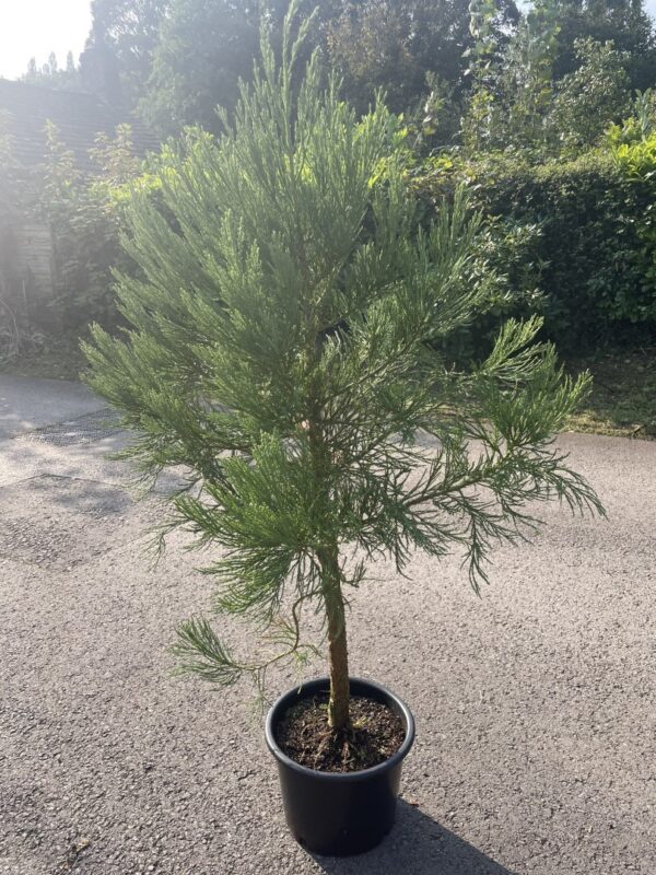 Giant Redwood 150/200cm (15L) - Image 2