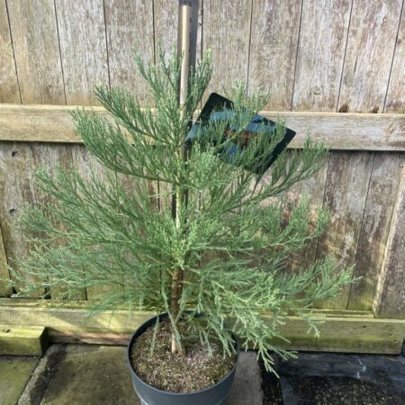 Giant Redwood 60/80cm (10L)