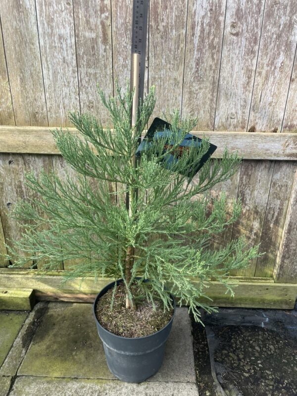 Giant Redwood 60/80cm (10L)