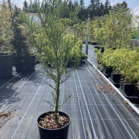 Giant Redwood 60/80cm (4L)