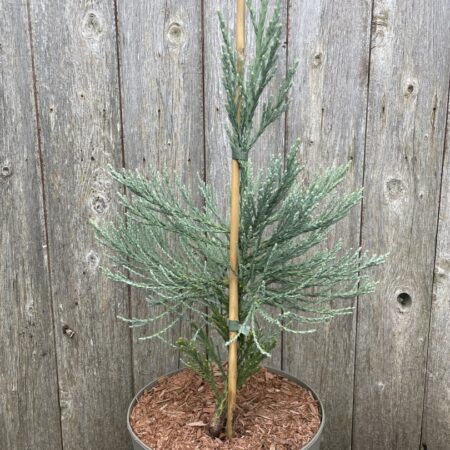 Sequoiadendron giganteum Giant Redwood 'Glaucum' 40/60cm (5L)