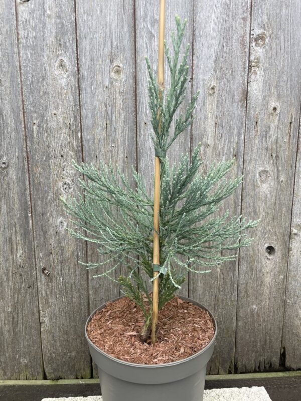 Sequoiadendron giganteum Giant Redwood 'Glaucum' 40/60cm (5L)