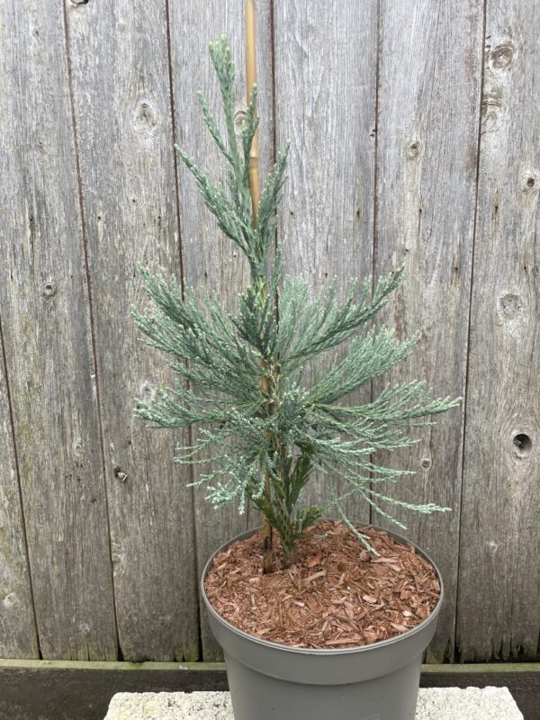Sequoiadendron giganteum Giant Redwood 'Glaucum' 40/60cm (5L)