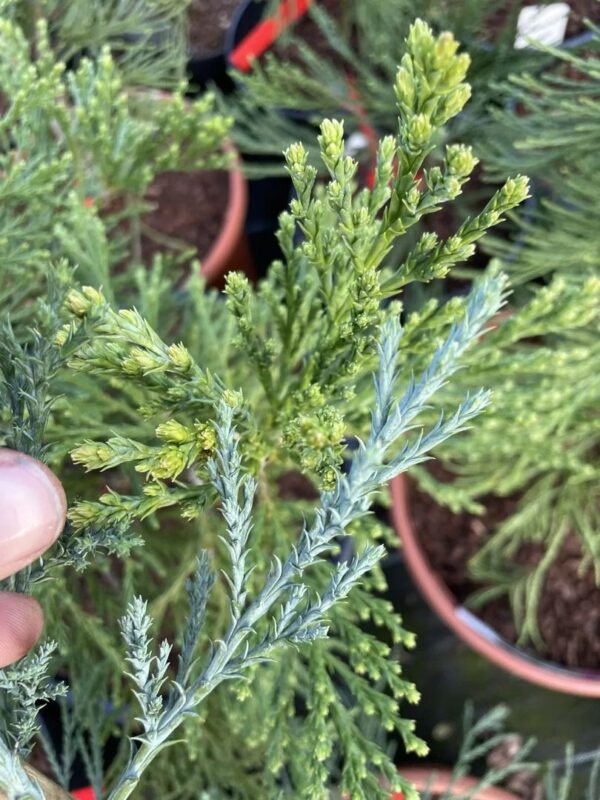 Giant Redwood 'Glaucum' 40/60cm (5L) - Image 6