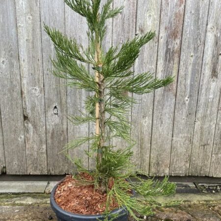 Sequoiadendron giganteum - Giant Redwood 'Healthy Mammoth 3' 80/100cm 15L
