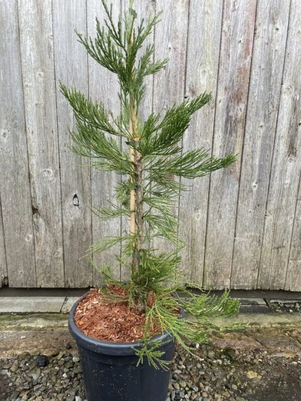 Sequoiadendron giganteum - Giant Redwood 'Healthy Mammoth 3' 80/100cm 15L