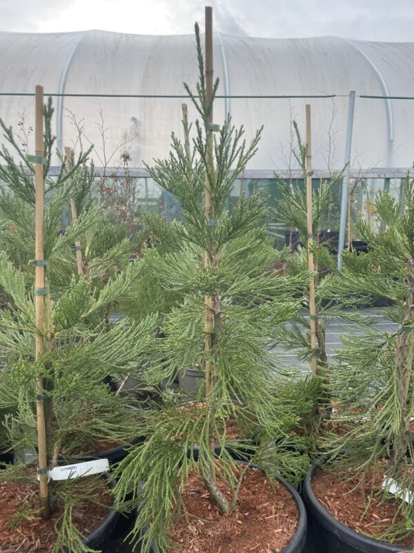 Giant Redwood 'Healthy Mammoth 3' 80100cm 15L