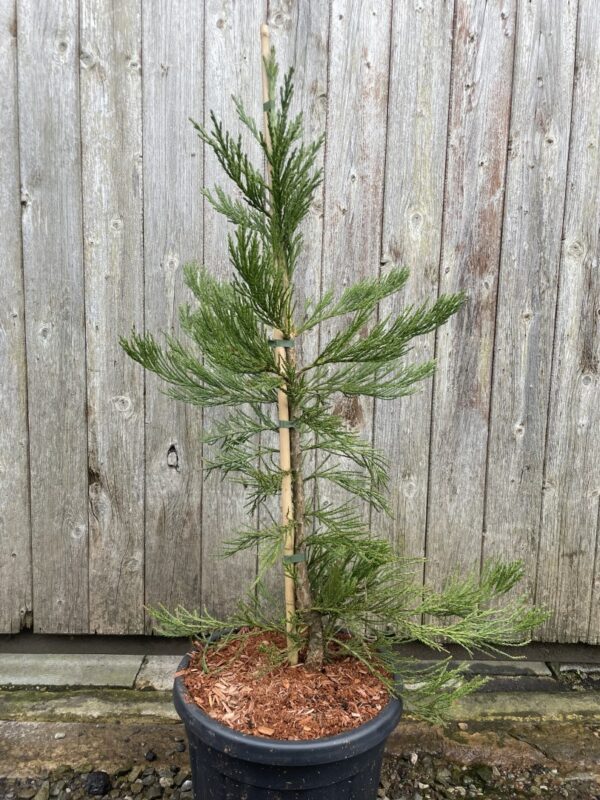 Giant Redwood 'Healthy Mammoth 3' 80100cm 15L