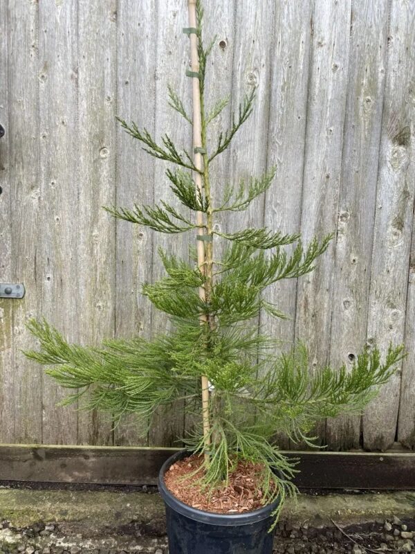 Giant Redwood 'Healthy Mammoth 3' 80/100cm 15L