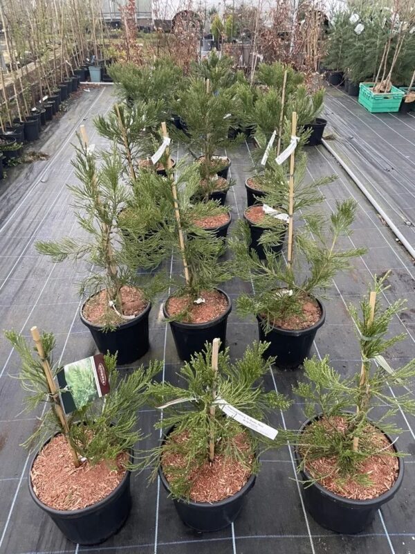 Sequoiadendron giganteum - Giant Redwood 'Healthy Mammoth 3' 80/100cm 15L