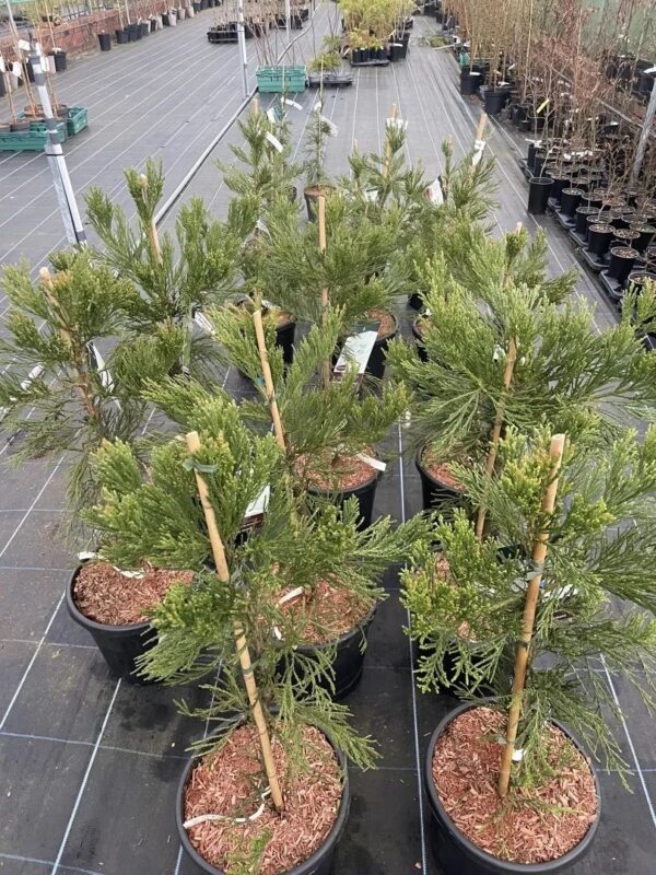 Sequoiadendron giganteum - Giant Redwood 'Healthy Mammoth 3' 80/100cm 15L