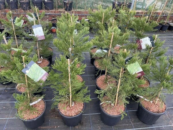 Sequoiadendron giganteum - Giant Redwood 'Healthy Mammoth 3' 80/100cm 15L