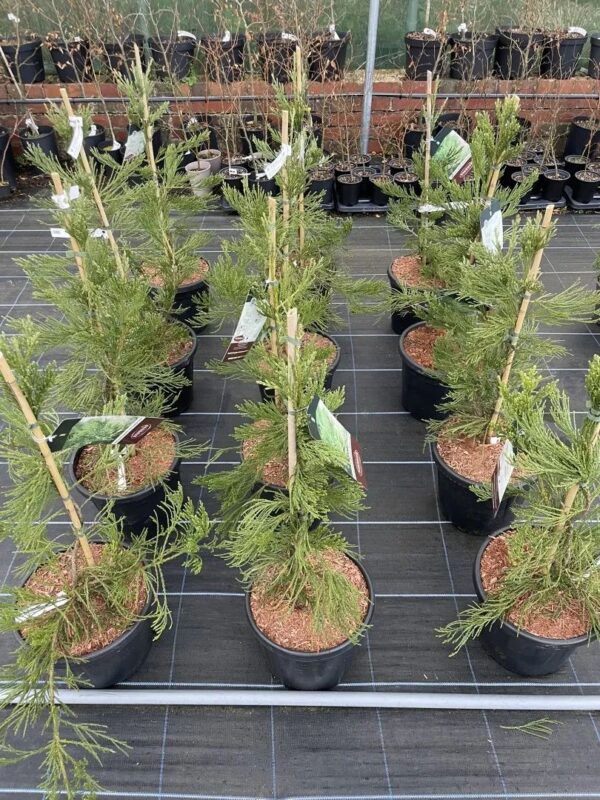 Sequoiadendron giganteum - Giant Redwood 'Healthy Mammoth 3' 80/100cm 15L