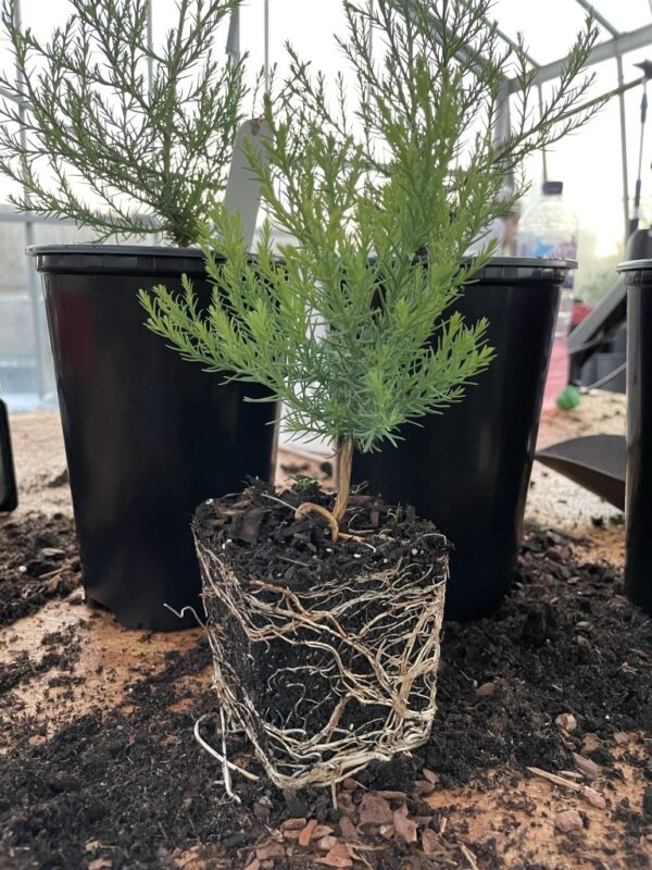 Giant Redwood Sapling (Bonsai) - Image 6