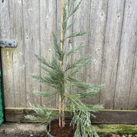 Giant Redwood 'Powder Blue' 60/80cm