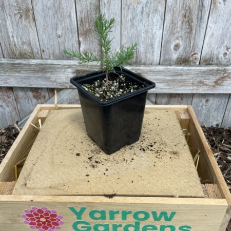 Giant Redwood Sapling (Bonsai)