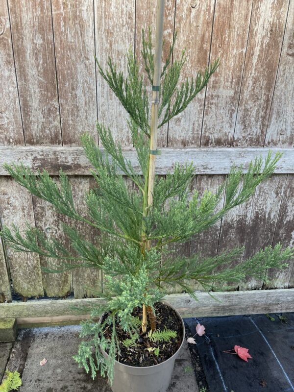 Giant Redwood 60/80cm (10L) - Image 3