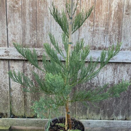 Giant Redwood 80/100cm (10L)