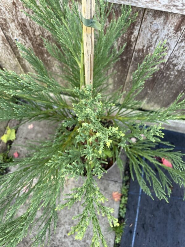 Giant Redwood 60/80cm (10L) - Image 2
