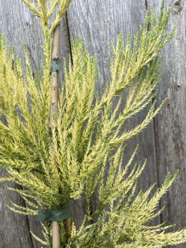 Giant Redwood Vida Magical Mystery