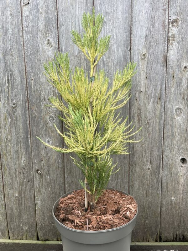 Giant Redwood Vida Magical Mystery