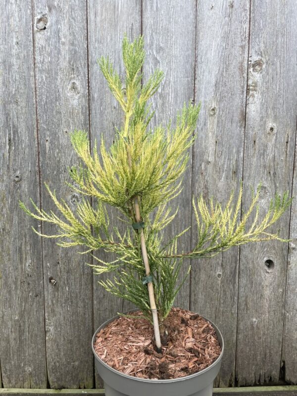 Giant Redwood Vida Magical Mystery