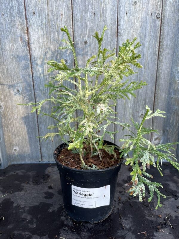 Hibi Arborvitae 'Variegata' 20/40cm (1L) - Image 2