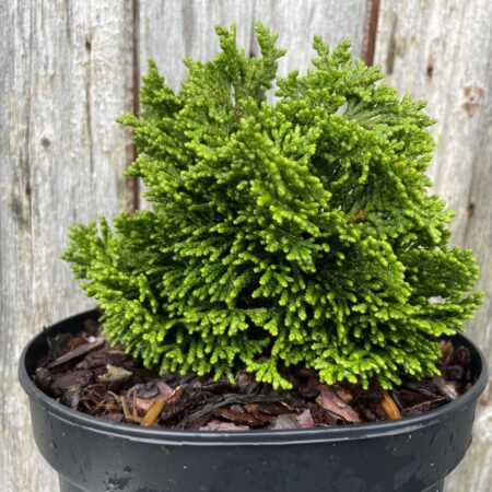 Hinoki Cypress ‘Nana Gracilis’