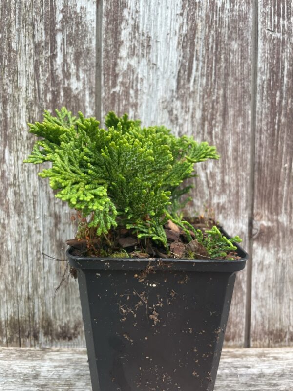 Hinoki Cypress 'Tempelhof' (P9) - Image 4