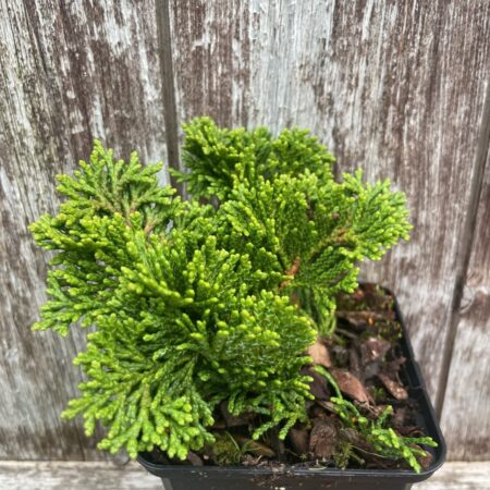 Hinoki Cypress ‘Tempelhof’