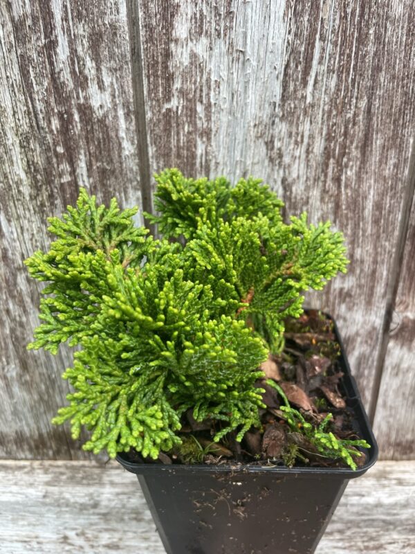 Hinoki Cypress 'Tempelhof' (P9)