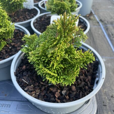 Hinoki Cypress 'Tempelhof'