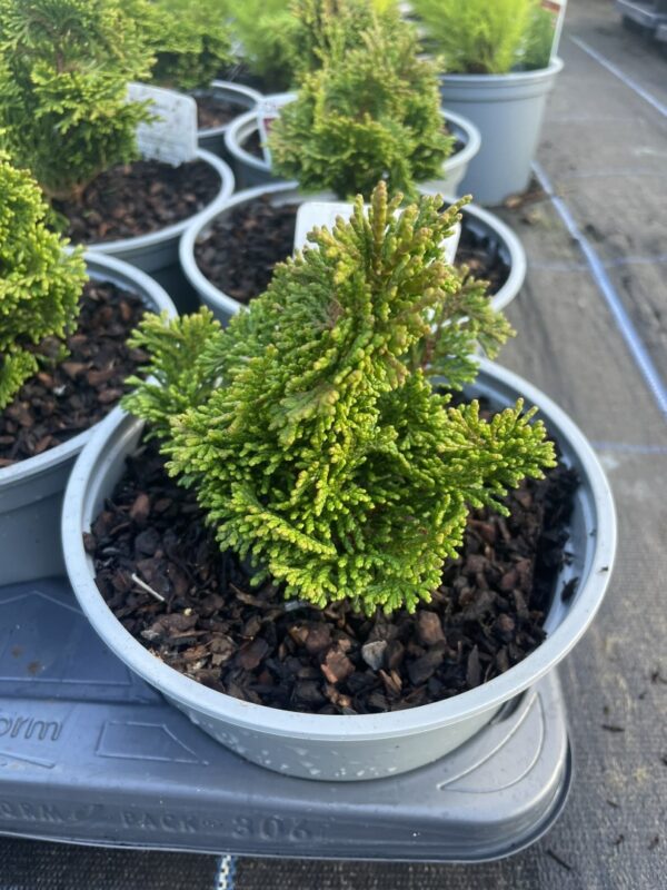 Hinoki Cypress 'Tempelhof' (2L)