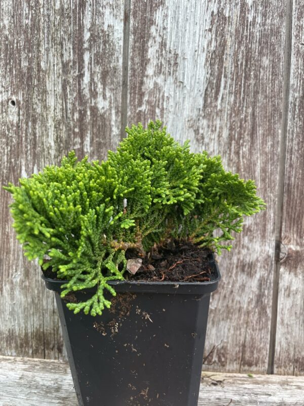 Hinoki Cypress 'Tempelhof' (P9) - Image 2