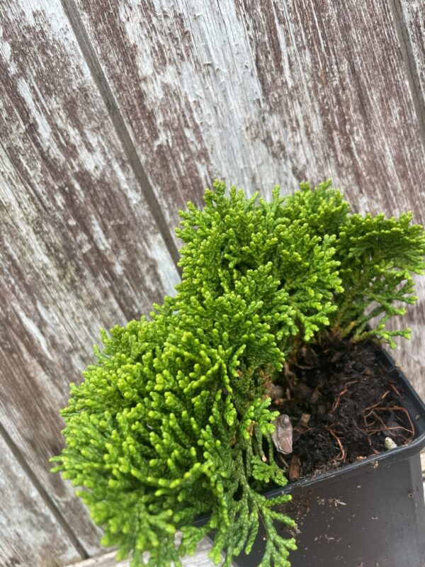 Hinoki Cypress 'Tempelhof' (P9) - Image 3