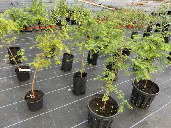 Metasequoia glyptostroboides / Dawn Redwood Trees at Yarrow Gardens