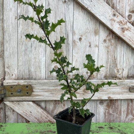 English Holly 15/30cm (P9)