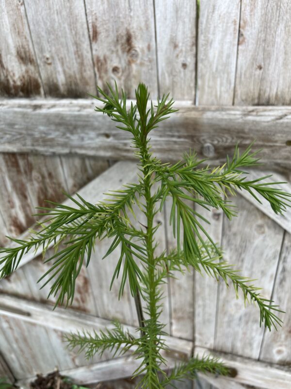 Japanese Red Cedar Tree 80/100cm (2L) - Image 2