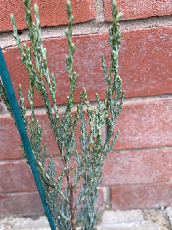 Juniperus scopulorum Skyrocket