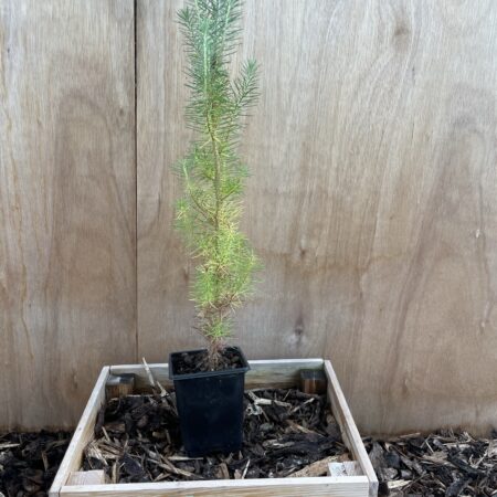 Stone Pine Sapling 40/60cm (P9)