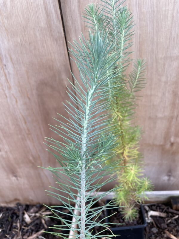 Stone Pine Sapling 60/80cm (P9T) - Image 2