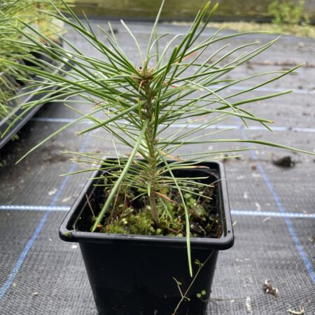 Lacebark Pine Bonsai (P9)