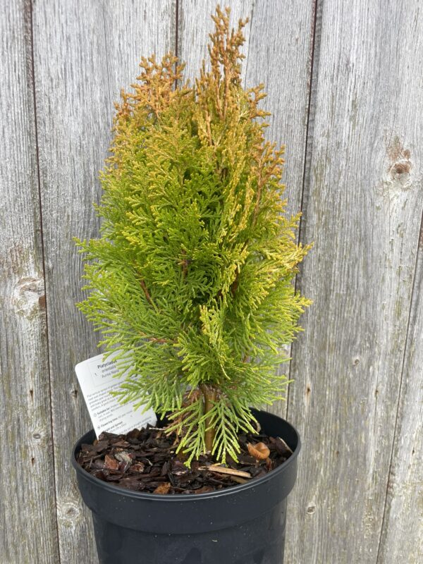 Chinese golden cedar 'Aurea Nana' (2L) - Image 4