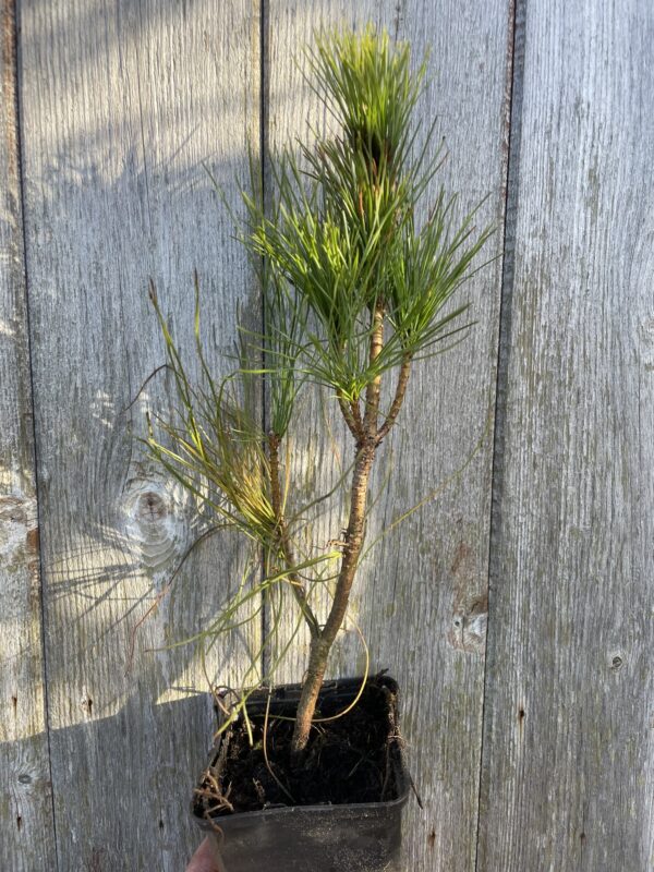 Bhutan Pine 20/40cm (P9T) - Image 2