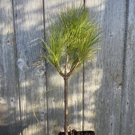 Bhutan Pine